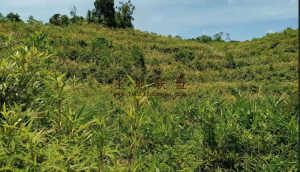 琼中288亩槟榔种植地
