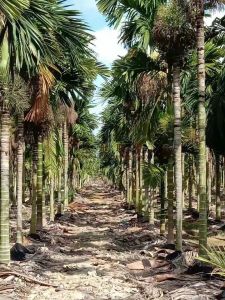 乐东90亩槟榔园转让