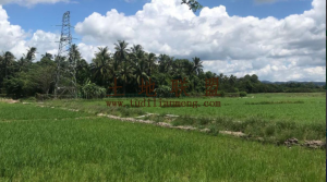 三亚海棠区257亩种植地转让年限长