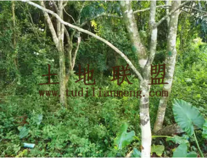 保亭110亩园地有林权证转让费650万