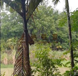 保亭24亩园地设施齐全转让费180万