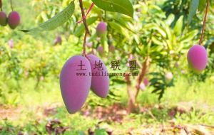 乐东50亩种植地年限长租金400元/亩/年