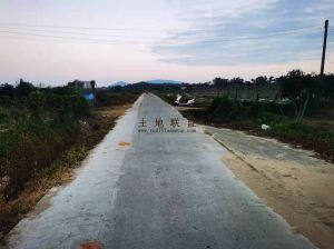 陵水137亩芒果园接手就有收益转让费350万