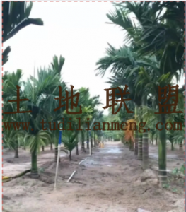 乐东60亩园地园地30年合同转让费450万