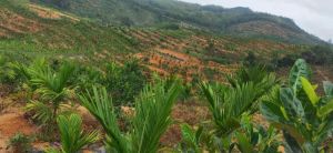 乐东160亩种植地租金一年一付