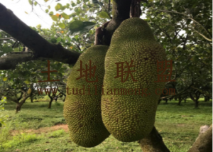 定安40亩菠萝蜜园临着水库边上