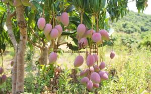 乐东110亩芒果园接手就有收益租金已交完