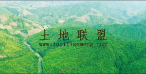 儋州7000亩3级林地租金60元/亩/年