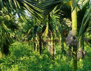 三亚育才周边30亩槟榔园25年合同租金已付清