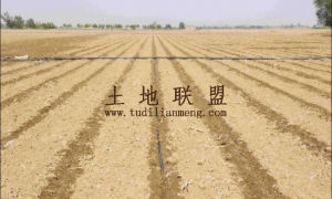 文昌60亩沙土种植地水源充足租金便宜