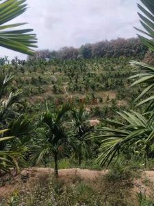 乐东周边70亩槟榔园地租金一年一付