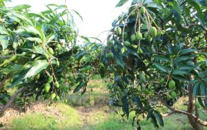 乐东周边30亩芒果园租金只需100元/亩/年