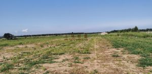 白沙650亩4级林地土壤肥沃租金260元/亩/年可一年一付