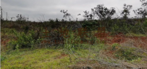 东方60亩红土种植地土壤肥沃水源充足