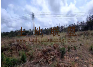 文昌250亩4级林地红土地租金便宜十年一付