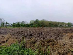 琼海周边农场8亩林地已平整出来租金便宜