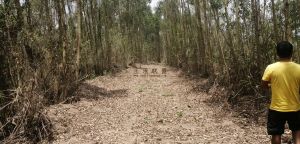 乐东190亩林地租金50元/亩/年可一年一付