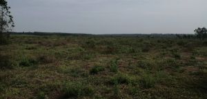 昌江1000亩短期出租地水源充足土壤肥沃