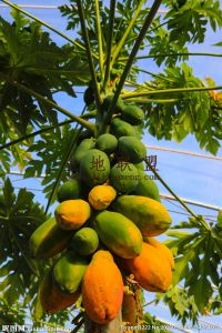 海口周边200亩国有养殖用地可以过户