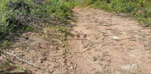 琼中200亩种植地47年合同租金155元/亩/年可以年付