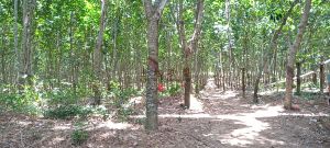 琼中周边150亩林地26年合同没有租金转让费便宜