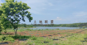 琼海东红农场13亩种植地两面环水可以过户 到个人名下
