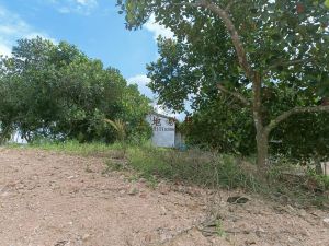 琼海周边农场70亩菠萝蜜园没有租金转让费便宜