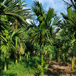 乐东周边45亩槟榔园转让已是旺果期接手就有收益