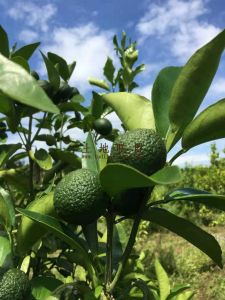 屯昌35亩无核沃柑园位置优越转让费便宜