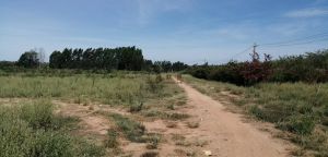 东方180亩香蕉种植地短期出租灌溉已铺设