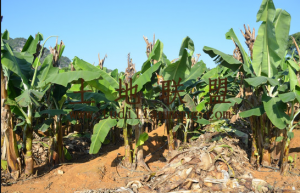 昌江140亩红土种植地土壤肥沃水源充足