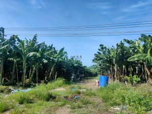 儋州八一农场2034亩农业种植地租金120元/亩/年