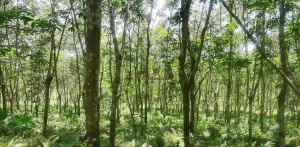 昌江600亩红土地可以五年一付水源充足