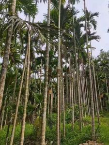 琼海周边600亩种植地租金便宜设施齐全