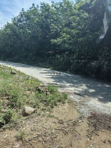 白沙阜龙乡150林地租金280元/亩/年五年一付