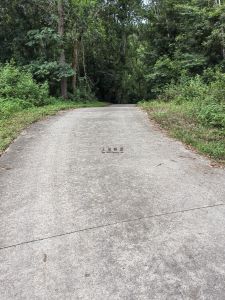 白沙100亩林地租金便宜可以一年一付