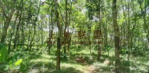 琼海周边农场20亩林地租金便宜转让费只需18万