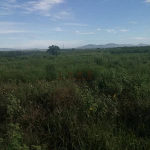 东方大田镇130亩短期种植地土壤肥沃水源充足