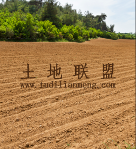 东方周边300亩山坡种植地租金80元/亩/年