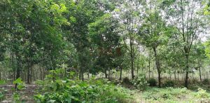 乐东周边1200亩林地可以分割出租价格便宜