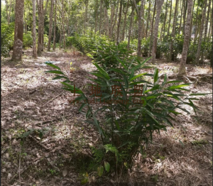 琼中黎母山50亩橡胶园转让没有租金