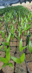 儋州西庆农场188亩红土种植设施齐全转让价便宜