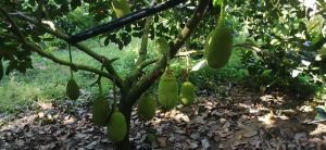 昌江棋子湾周边85亩菠萝蜜园位置优越