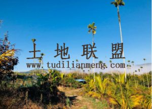 三亚天涯区100亩种植地出租水源充足