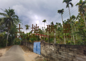 保亭新星农场15亩槟榔园租金便宜交通便利