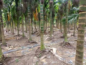 东方周边2300棵旺果槟榔园转让没有租金