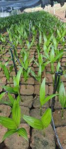 儋州188亩红土种植地已平整设施齐全接手就可种植