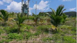 乐东周边100亩椰子园转让价格可以分期付款