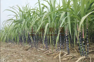 儋州周边60亩种植地转让租金已付清转让价格便宜