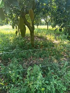 琼海博鳌周边70亩菠萝蜜转让没有租金接手就有收益